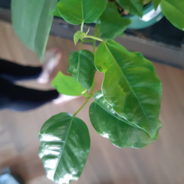 Identificação da planta Gameleira-branca por foto