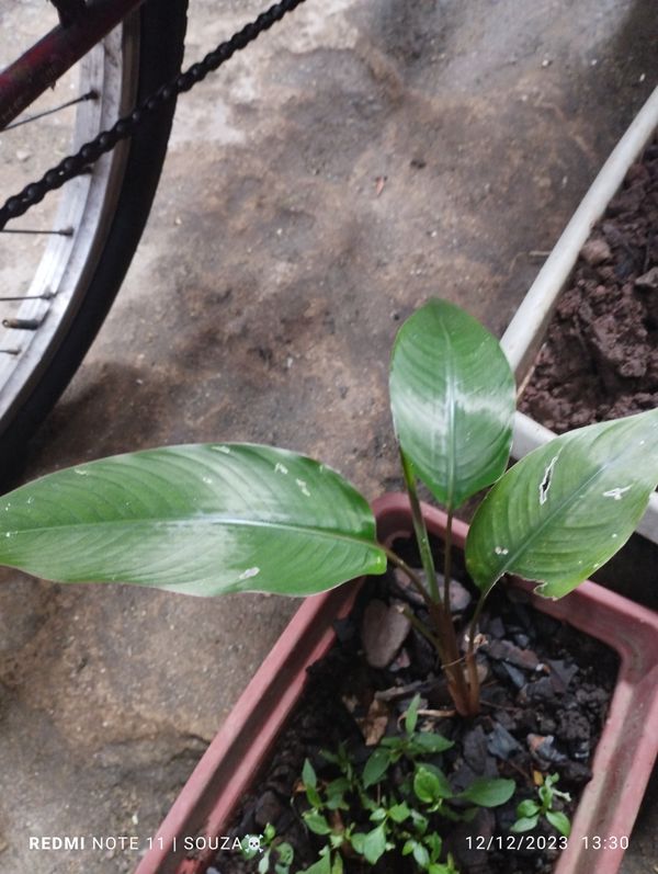Identificação da planta Bananeira-de-jardim por foto