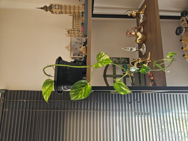 Identificação da planta Jiboia por foto