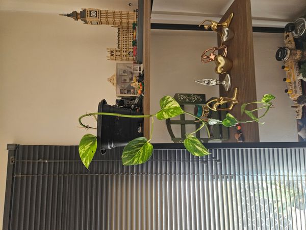 Identificação da planta Jiboia por foto