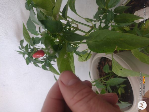 Identificação da planta Malagueta por foto