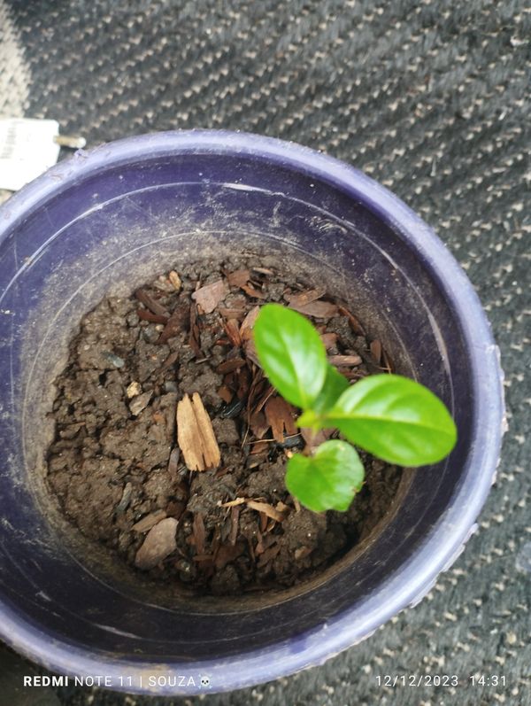 Identificação da planta Gabiroba por foto