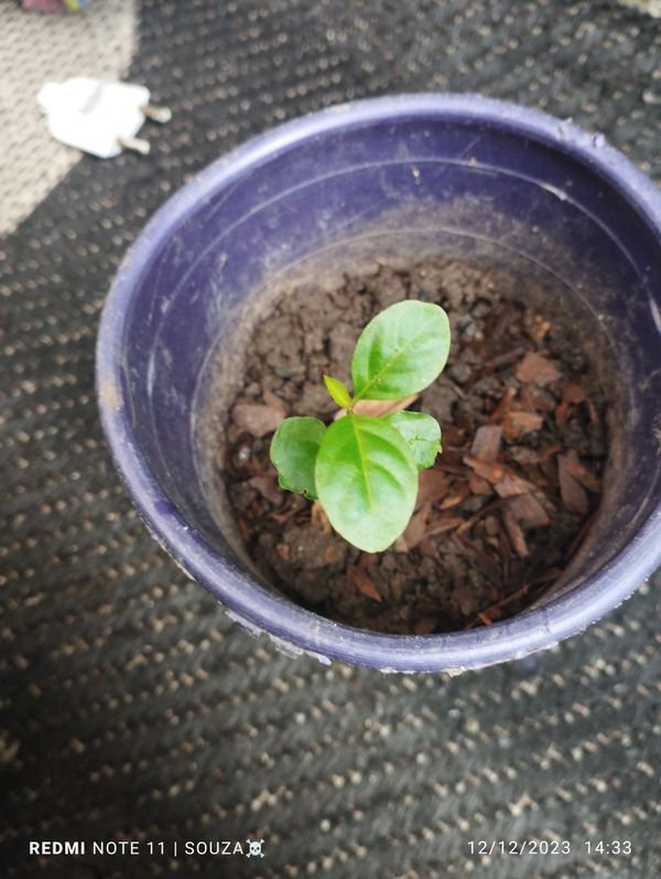 Identificação da planta Espinho-de-cristo por foto