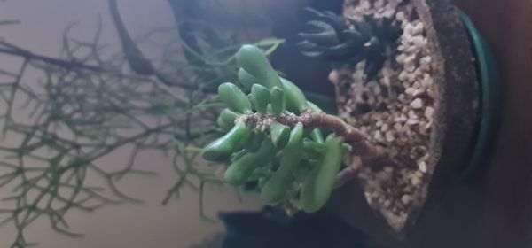 Identificação da planta Dedinho de moça por foto