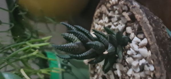 Identificação da planta Rabo de jacaré por foto