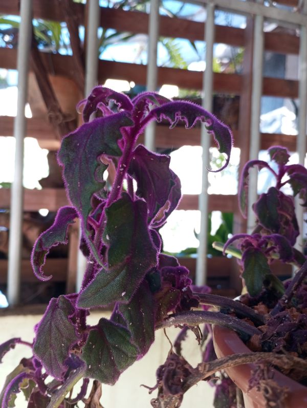 Identificação da planta Veludo-roxo por foto