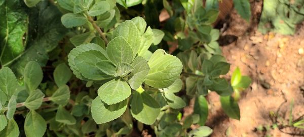 Identificação da planta Coração-roxo por foto