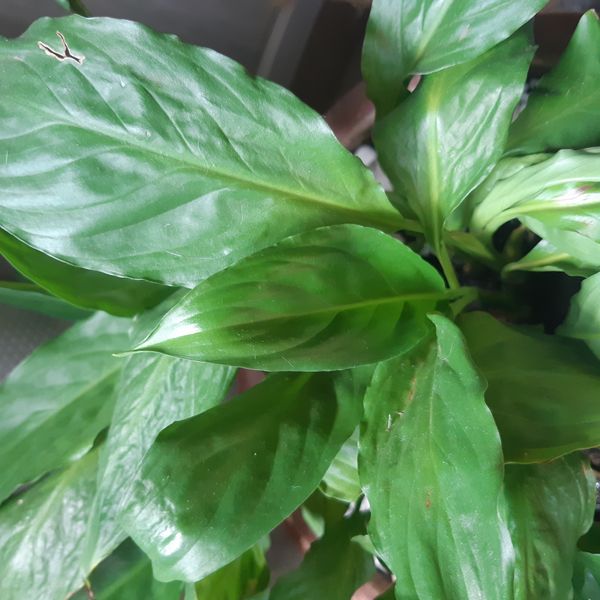 Identificação da planta Como cuida do lirio por foto