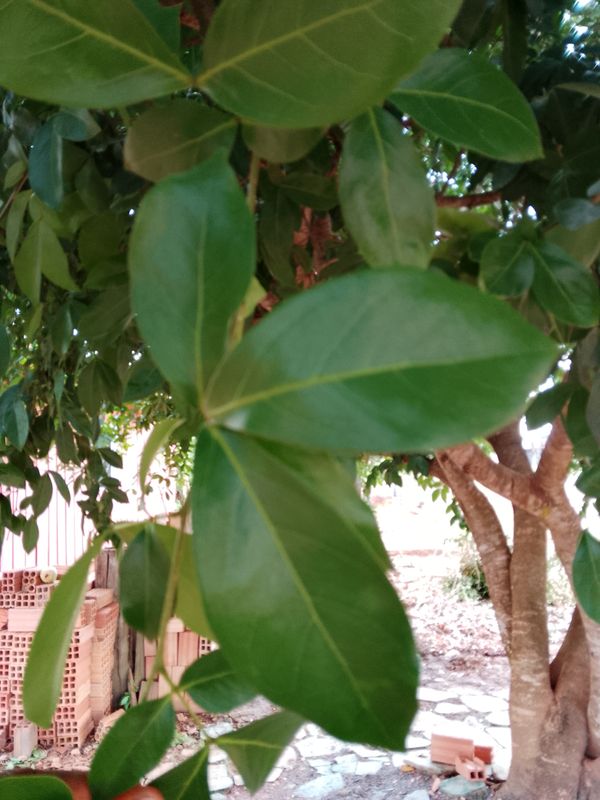 Identificação da planta Ingá do mato por foto