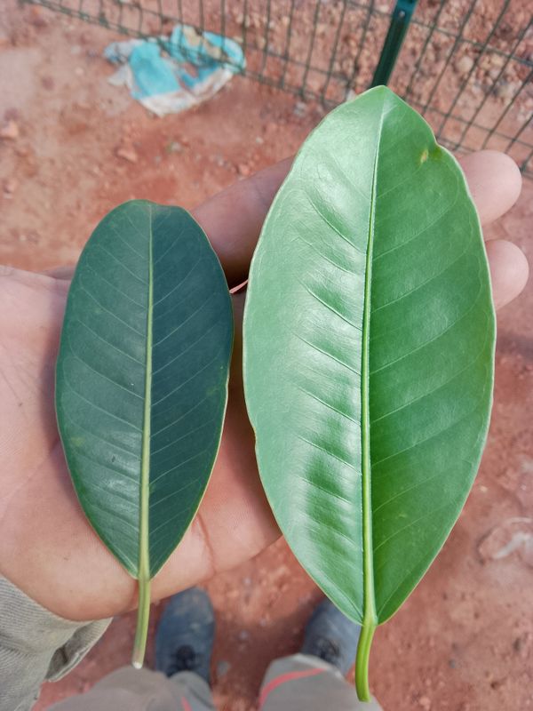 Identificação da planta Gameleira por foto