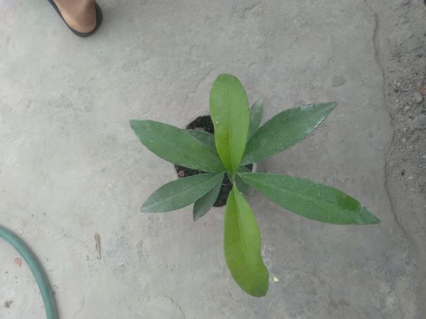 Identificação da planta Café-de-bugre por foto