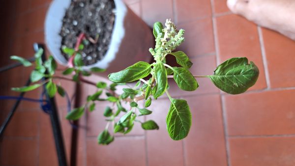 Identificação da planta Caruru-de-mancha por foto