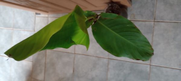 Identificação da planta Bananeira-de-jardim por foto