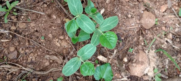 Identificação da planta Cipó-uva por foto