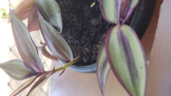 Identificação da planta Lambari por foto