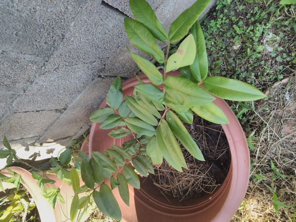 Identificação da planta Cabeludinha por foto