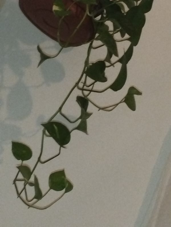 Identificação da planta Jiboia por foto