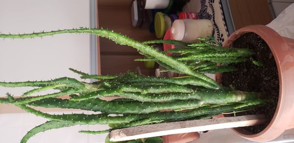 Identificação da planta Palma por foto