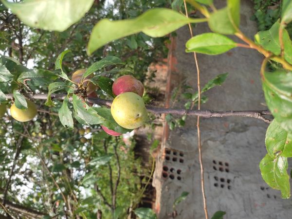 Identificação da planta Ameixa-da-flórida por foto