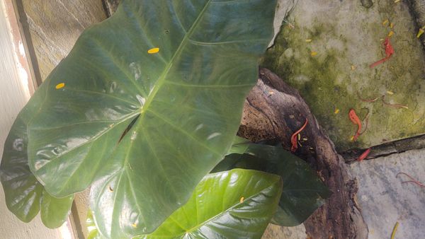 Identificação da planta Orelha de elefante por foto