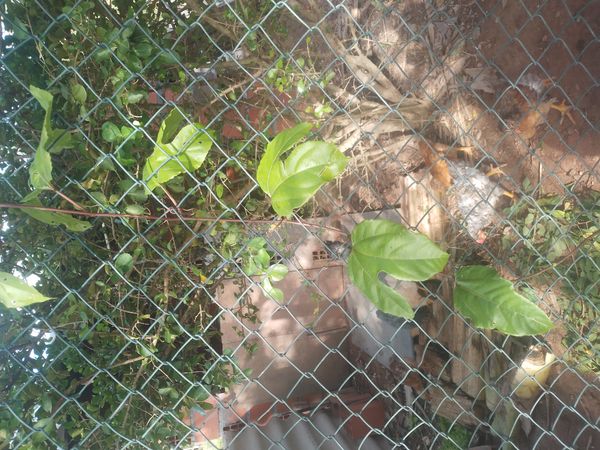 Identificação da planta Maracujá-de-cerca por foto