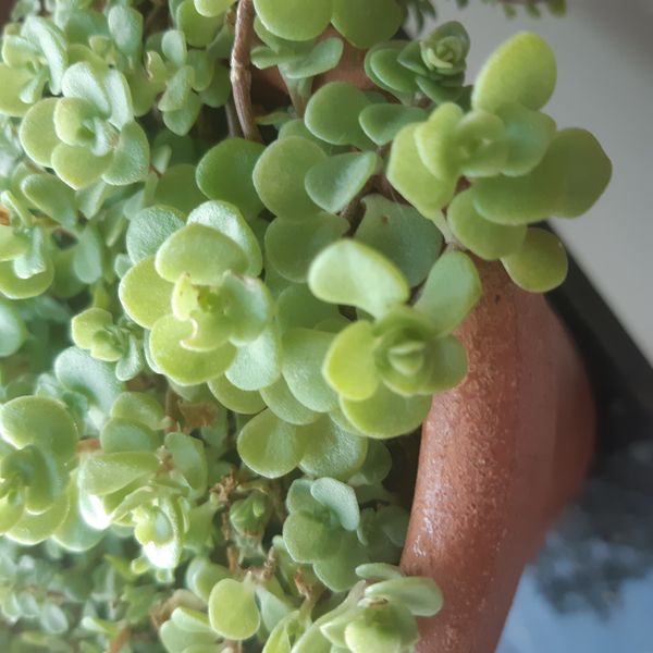 Identificação da planta Brilhantina por foto