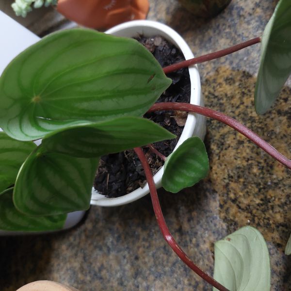 Identificação da planta Peperômia melancia por foto