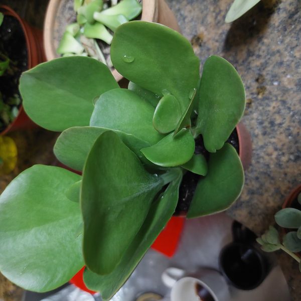 Identificação da planta Orelha-de-elefante por foto
