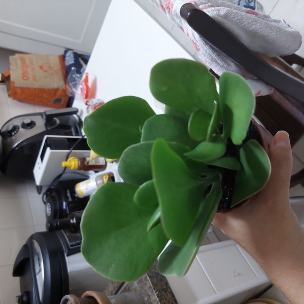 Identificação da planta Orelha-de-elefante por foto