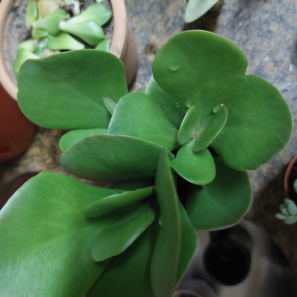 Identificação da planta Calancoe por foto