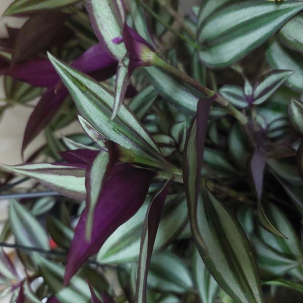 Identificação da planta Lambari por foto