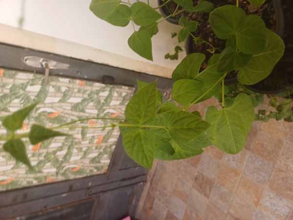 Identificação da planta Feijão por foto