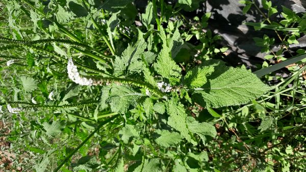 Identificação da planta Aguará por foto