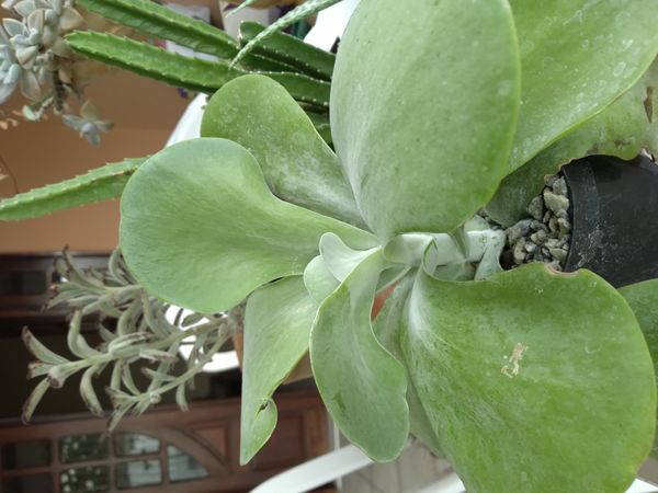 Identificação da planta Orelha-de-elefante por foto