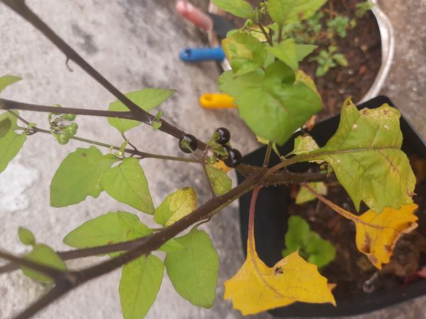 Identificação da planta Pimenta-de-galinha por foto