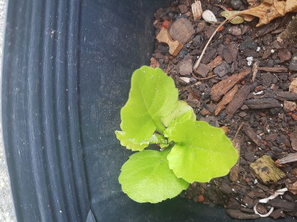 Identificação da planta Pincel-de-estudante por foto