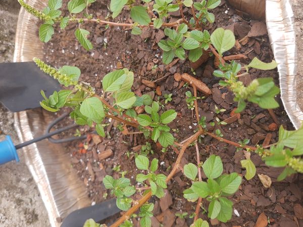Identificação da planta Breudo por foto