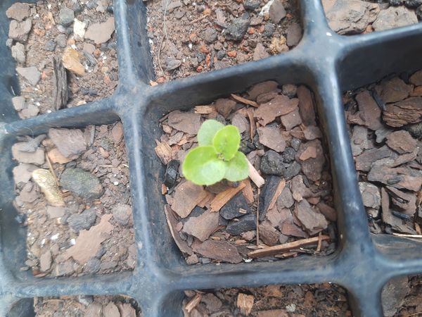 Identificação da planta Tabaco-de-índio por foto