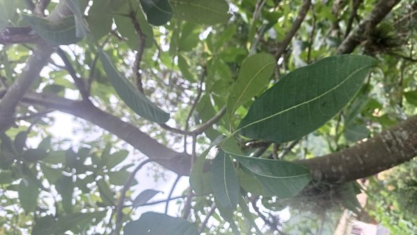 Identificação da planta Castanha-do-maranhão por foto