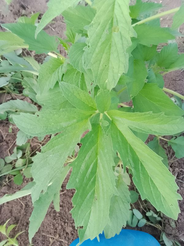 Identificação da planta Gergelim por foto