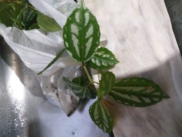 Identificação da planta Planta-mosaico por foto