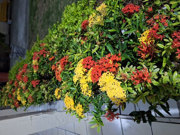 Identificação da planta Ixora por foto