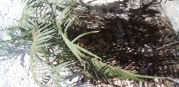 Identificação da planta Samambaia por foto