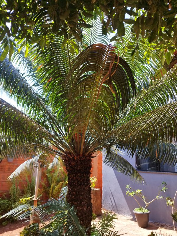Identificação da planta Sagu-de-jardim por foto