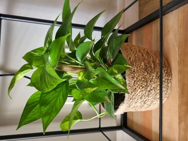 Identificação da planta Jiboia por foto