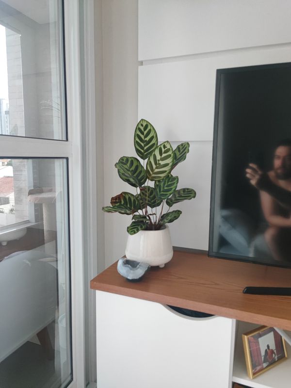 Identificação da planta Maranta-zebrada por foto