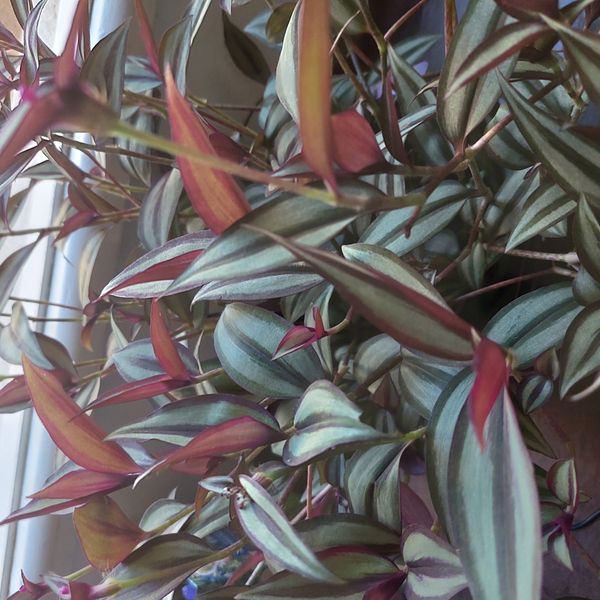 Identificação da planta Lambari por foto