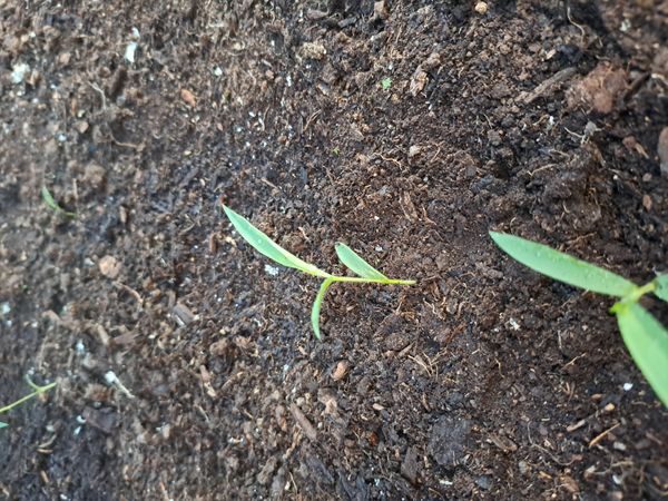 Identificação da planta Milho por foto