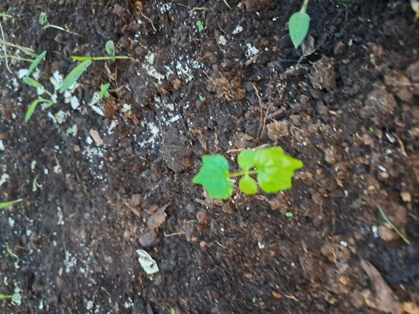 Identificação da planta Urtiga por foto