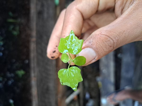 Identificação da planta Vancouveria planipetala não possui um nome popular amplamente reconhecido no Brasil por foto